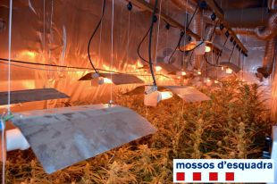 El jutge envia a presó un home que cultivava 393 plantes de marihuana a Lloret i tenia la llum punxada