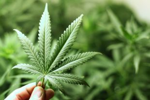 Els clubs cannàbics de Girona podran dispensar 3 grams de marihuana per persona i dia