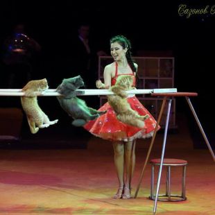 El PACMA denuncia un espectacle amb gats del Festival Internacional del Circ de Figueres