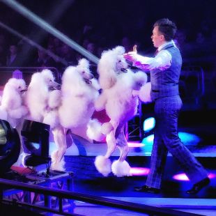 Compromís d'Esquerres demana s'obri un expedient al Festival del Circ per l'ús d'animals