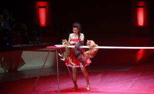 Figueres obre un expedient informatiu al Festival del Circ per utilitzar animals domèstics