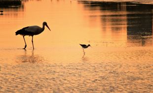 Troben una cigonya morta per grip aviària als Aiguamolls de l’Empordà