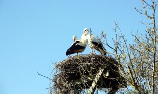 Preocupació entre les granges de l'Empordà pel focus de grip aviària