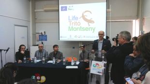 Destinen 3 MEUR per al projecte per millorar la conservació del tritó del Montseny