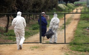 Agricultura ordena el sacrifici de dues granges més d'ànecs situades a Sant Gregori