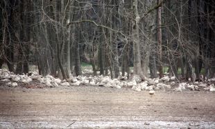 UP demana indemnitzacions per als ramaders amb animals immobilitzats per la grip aviària