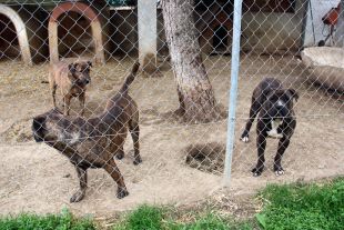 La protectora d'animals de Figueres, saturada de gossos de races potencialment perilloses