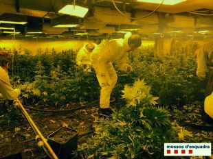 Localitzades més de 4.000 plantes i 40 quilos de marihuana en dues naus industrials de Vulpellac 