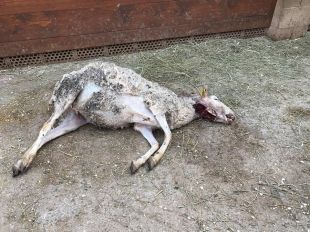 Malestar a Camprodon contra el gos d'un caçador que hauria matat una ovella