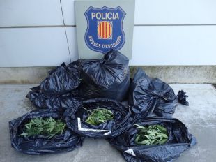 Sis detinguts a Figueres mentre carregaven 143 plantes de marihuana a una furgoneta