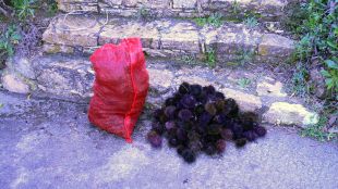 Dos denunciats per pescar garotes il·legalment al Baix Empordà