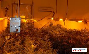 Tres detinguts per cultivar més de 500 plantes de marihuana a Llagostera