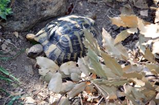 L'Albera endega un nou estudi per salvar la tortuga mediterrània