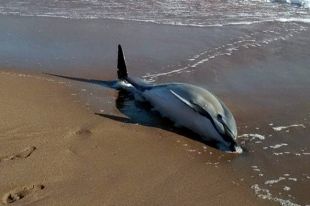 Un dofí encalla i mor a la platja de l'Escala