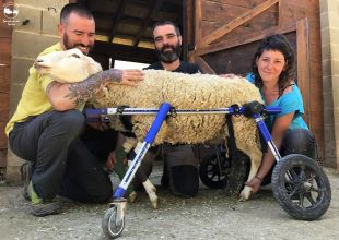 El refugi d'animals amb més seguidors del món es troba a Camprodon