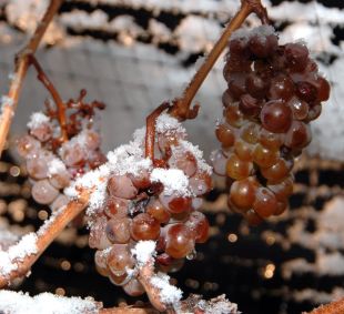 Les gelades d'aquesta nit han malmès part dels conreus de vinya, fruita i cereals gironins