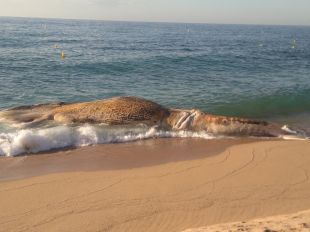 Troben una balena morta a la platja de Lloret de Mar