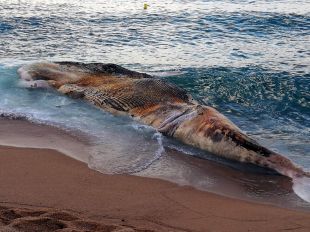 La necròpsia a la balena morta de Lloret de Mar es farà al CRAM de Barcelona