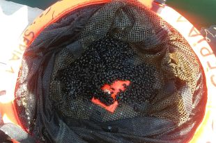 Les incubadores al litoral de l'Empordà ja han generat 450.000 calamars i 14.000 sèpies