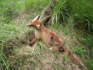 Enxampat un caçador furtiu al Parc Natural de la Zona Volcànica de la Garrotxa 