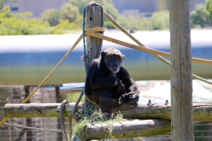 La Fundació Mona es traslladarà a uns terrenys entre Banyoles i Porqueres