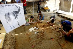 Localitzat un esquelet de bòvid de fa 3 milions d'anys al jaciment del Camp dels Ninots