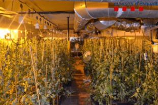 Desmantellen un cultiu amb 1.100 plantes de marihuana i detenen vuit persones a Amer