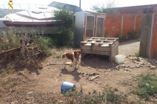 Denunciat al propietari d'una granja de Riumors per tenir nou gossos en males condicions