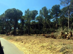 Denuncien que la tala d'arbres a la zona dels Rodors a Pals és ''il·legal i indiscriminada''