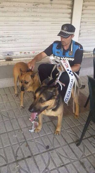 La Policia Local de Tossa allibera dos gossos deshidratats dins un cotxe