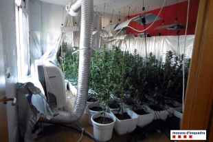 Dos detinguts, 1.000 plantes de marihuana comissades i vint pisos amb la llum tallada a Blanes
