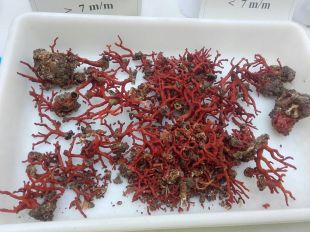 Denunciats quatre corallers que pescaven corall al Port de la Selva