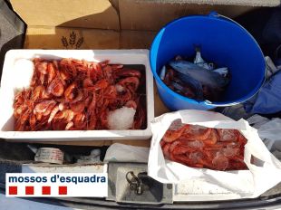 Confiscats a Palamós 6 quilos de gamba i 1,3 kg de besuc que no tenien control sanitari
