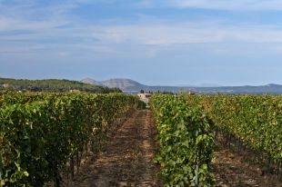 Cinc estacions meteorològiques reduiran els tractaments fitosanitaris a les vinyes de l'Empordà