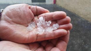 La pedregada malmet més del 50% de la producció de raïm a l'Alt Empordà