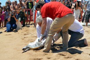 Alliberen a Blanes la tortuga marina que va quedar atrapada a les xarxes d'un pescador fa mig any
