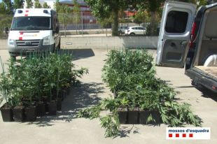 Quatre detinguts per transportar 138 plantes de marihuana a Torroella de Fluvià