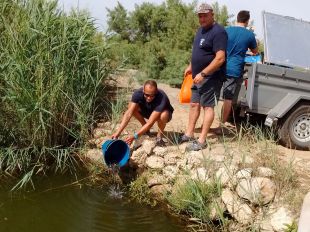 Alliberen 115.000 exemplars d'anguila per repoblar el Ter i les llacunes del delta de l'Ebre