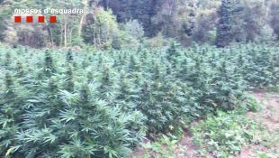 Desmantellat un cultiu de 3.300 plantes de marihuana amagat enmig d'un bosc a Vilademuls