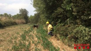 Suspenen fins demà la recerca de l'home de 85 anys desaparegut dilluns a Garrigoles