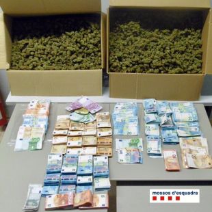 Quatre detinguts per tenir una plantació de marihuana a Blanes