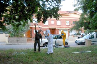 Retiren dos nius de vespa asiàtica localitzats als barris de Palau i Sant Narcís de Girona