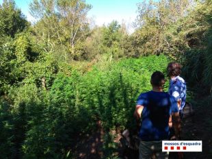 Localitzen a l’Alt Empordà tres plantacions de marihuana amb un valor de 188.800 euros al mercat