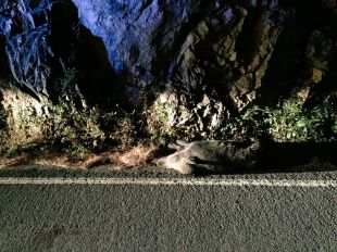 Es registren tres accidents de topades contra senglars a Girona en una nit