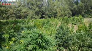 Enxampen tres traficants amb una plantació de marihuana de 8.500 metres quadrats