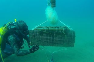 El projecte per recuperar la sèpia i el calamar multiplica ja arriba als 762.786 exemplars