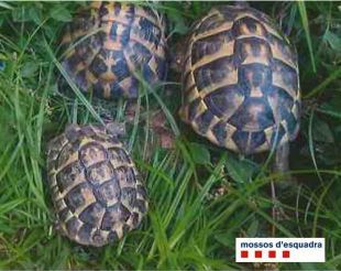 Denunciades tres persones per vendre tortugues d'una espècie protegida per Internet 