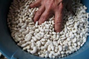 Una fira d'Arbúcies pretén recuperar 12 varietats de fruiters i horta
