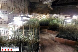 Quatre detinguts per cultivar 960 plantes de marihuana en una casa de Sant Martí de Llémena