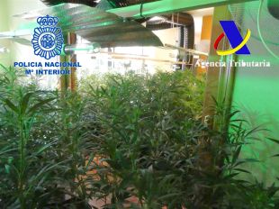 Desmantellada una xarxa de traficants a Girona que exportava marihuana al Regne Unit 